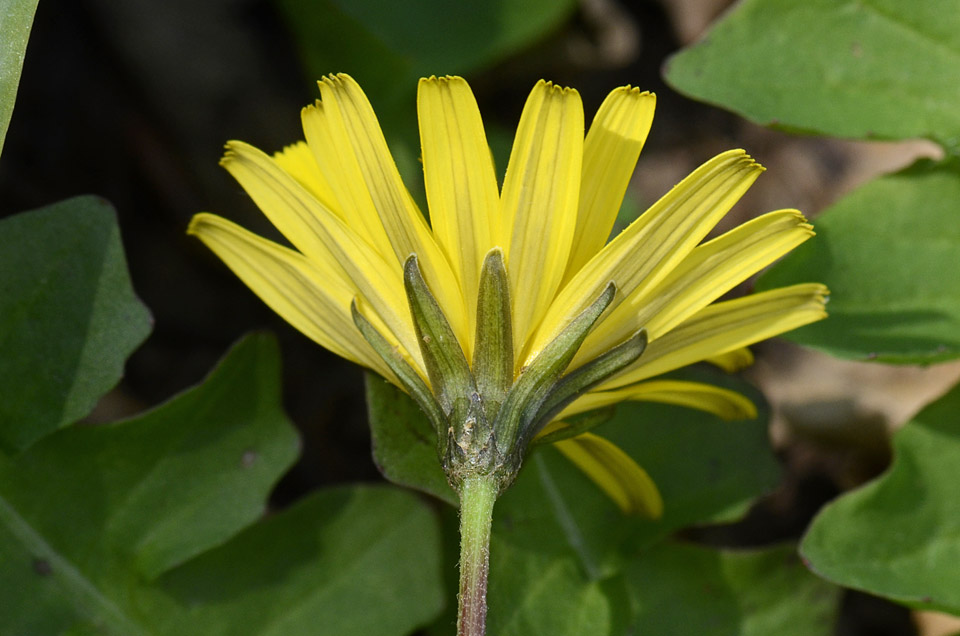 Aposeris foetida / Lattuga fetida